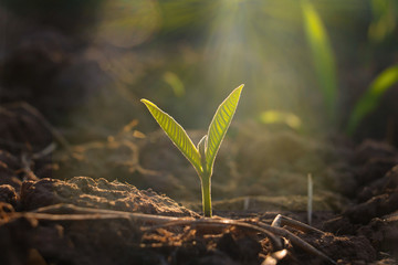 Growing plant,Young plant in the morning light on ground background, New life concept.Small plants...