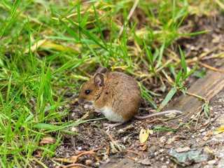 Naklejka na ściany i meble Wood Mouse or Long Tailed Field Mouse. Attenborough Reserve.