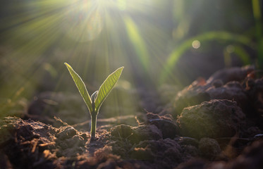 Growing plant,Young plant in the morning light on ground background, New life concept.Small plants...