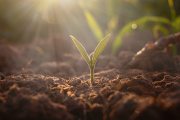 Growing plant,Young plant in the morning light on ground background, New life concept.Small plants...