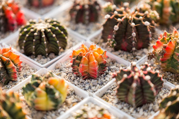 fruits and vegetables