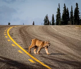 Fotobehang Lynx lynx crossing the road in alaska usa  © Jacob