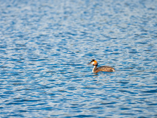 Great Crested Grebe on Water. Attenborough Reserve.