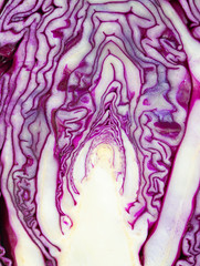 Obraz premium red cabbage isolated on white backrgound