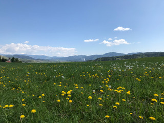 Wild flowers background