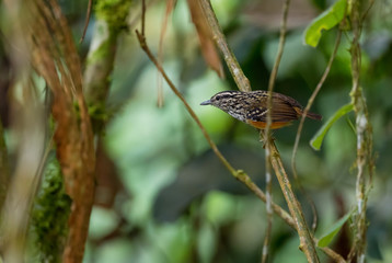 Warbling Antbird - Hypocnemis cantator, small shy perching bird from eastern Andean slopes, Wild Sumaco, Ecuador.