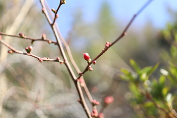 木の実