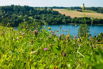 Kaszuby kwiaty rośliny jezioro wzgórza