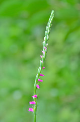 Small flower (Spiranthes sinensis) 5