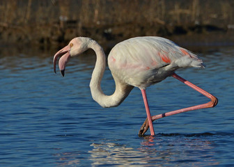 pink flamingo feeding in the lake