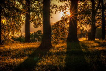 Sunset in the trees