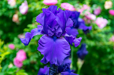 Close up of a German or bearded iris growing in a peaceful back yard garden.