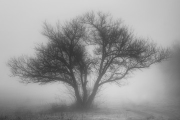 Silhouetted of a tree in dense fog.