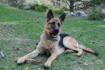 German shepherd sitting on the grass