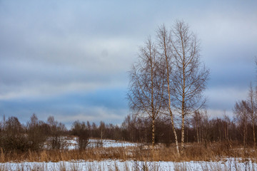 trees in winter