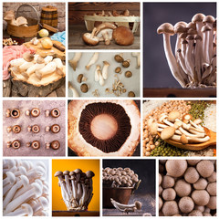 Set collection edible moushrooms: honey mushrooms, eringi, trumpet mushrooms, oyster mushrooms, champignons, shiitakeю Food assortment mushrooms collage