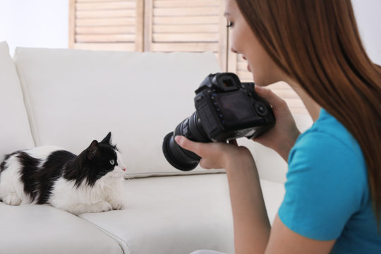 Professional animal photographer taking picture of beautiful cat at home, closeup