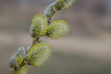 Blossom of a sallow willow. Blossoming willow in nature against light of the sunset. Close-up foto.