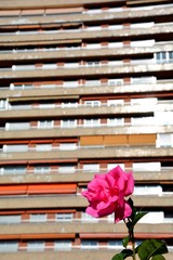 pink rose in the garden against building