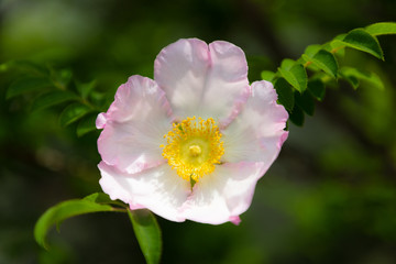 Obraz premium ハコネバラ