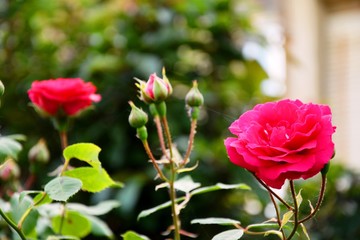 red roses in the garden