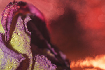 red dried rose with drops of water on a red background. card with flower and bokeh
