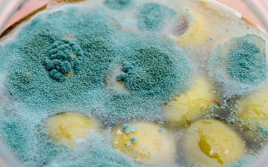 food mold on food, spoiled green olives in glass jar, dangerous bacteria for human organism, food...