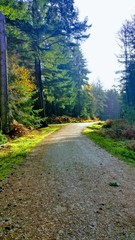 Wilverley Inclosure autumn path