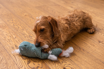 Small Brown Wire-haired Dachshund Chewing On A Soft Toy