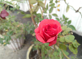 red rose in the garden