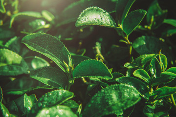 green leaf with water drops © eakarat