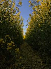 Yellow rapeseed meadow