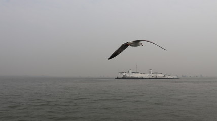 A bird flying over the light house located near the sea.