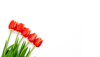 Fototapeta na wymiar Bouquet of red Spring tulips with isolated on white background.Top horizontal view copyspace. Woman's holiday 8 march