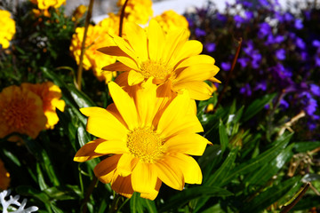 Yellow flowers