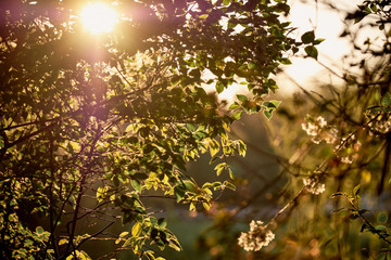 Evening vibes during sunset in a springtime garden in Germany. The sun is going down behind the illuminated green leaves of a tree in warm light in April