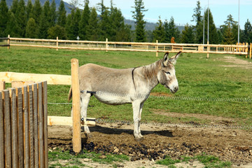 Donkey in field