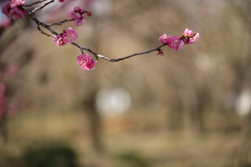 梅の花の風景
