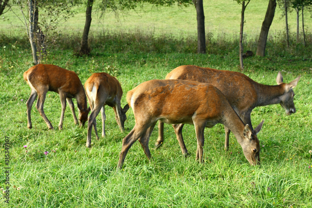 Sticker deer on pasture