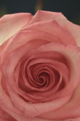 wedding rose pink blossom woman