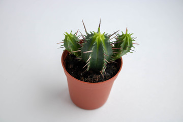One fluffy cactus in orange pot at white background with copy space
