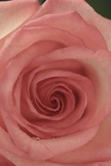 Fototapeta na wymiar wedding rose pink blossom woman