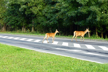 Roe deer on the road