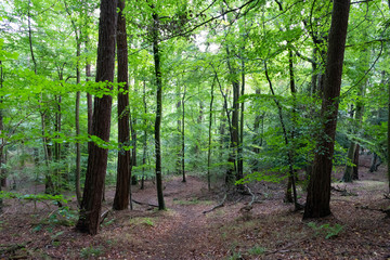 Fototapeta premium Woodland trail