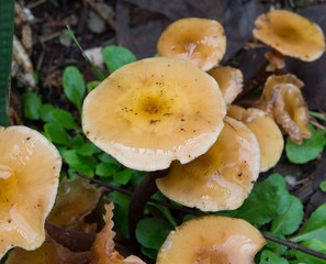 mushroom colony Armillaria mellea mushrooms in the garden