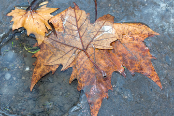 Autumn maple leaves in the water. A pool of water of autumn maple leaves