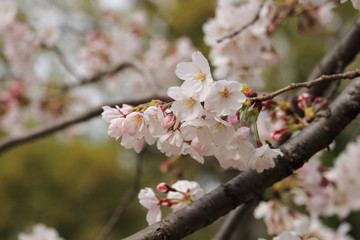 Obraz premium sakura