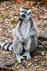 Ring Tailed Lemur sitting upright on a tree root