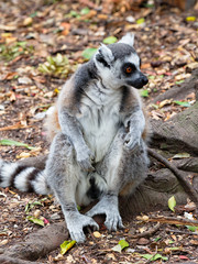 Naklejka na ściany i meble Ring Tailed Lemur looking angrily to the right