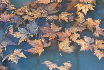 Autumn maple leaves in the water. A pool of water of autumn maple leaves
